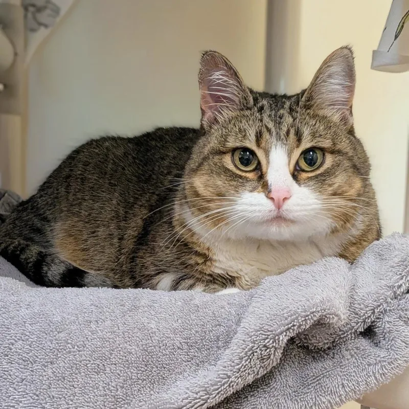 An adult large-sized female Brown / Chocolate Domestic Short Hair cat named Ivy $ for adoption in Springfield, MA