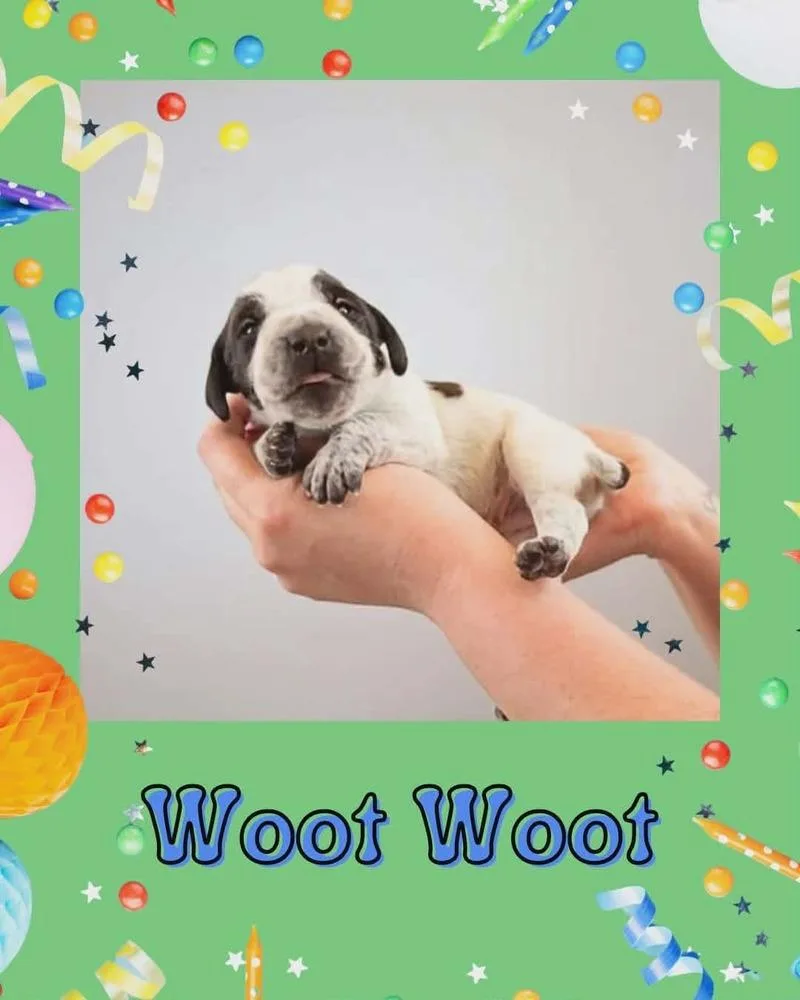 Woot Woot