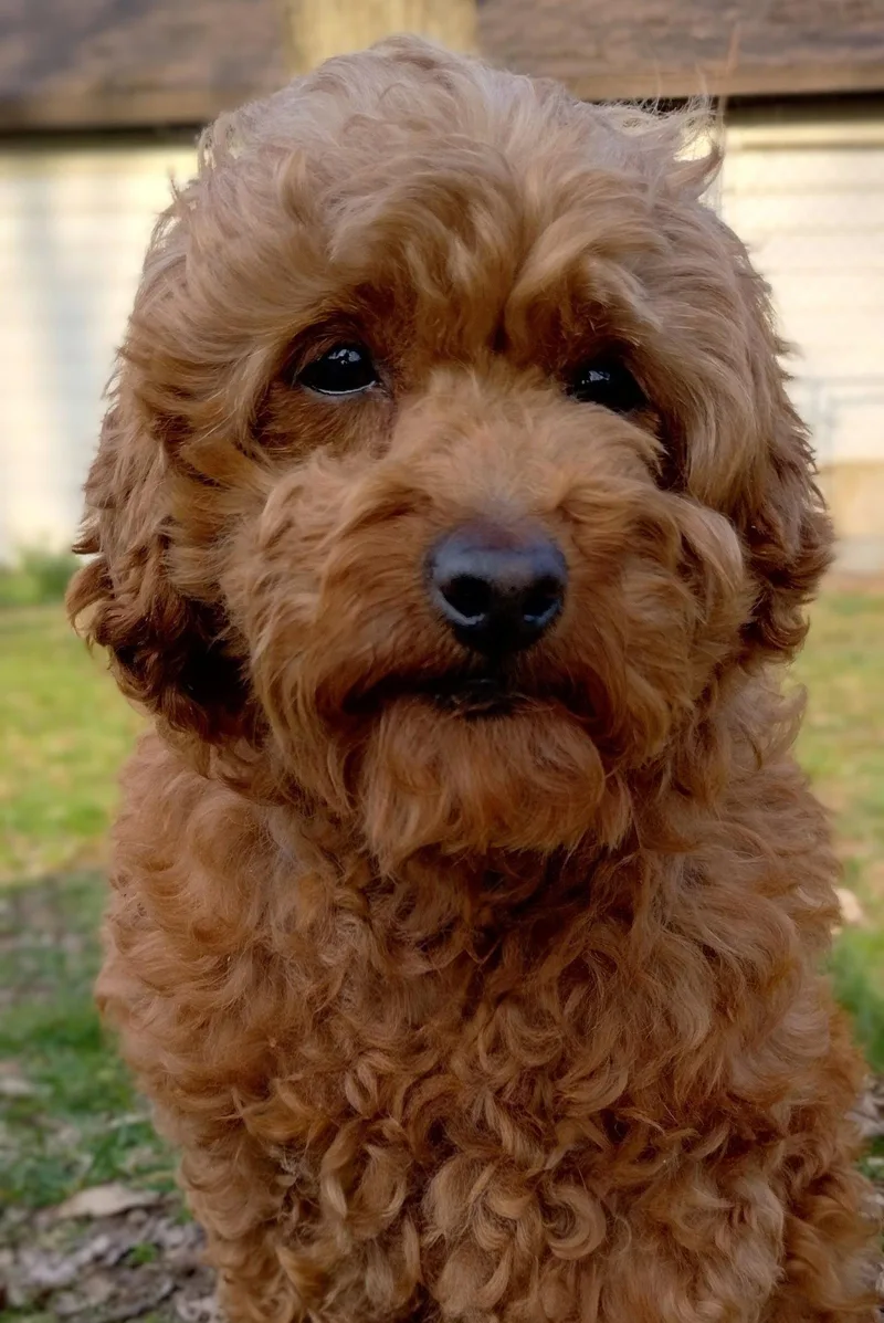 An adult small-sized female Cockapoo dog named Ruby Jean for adoption in Berwick, PA