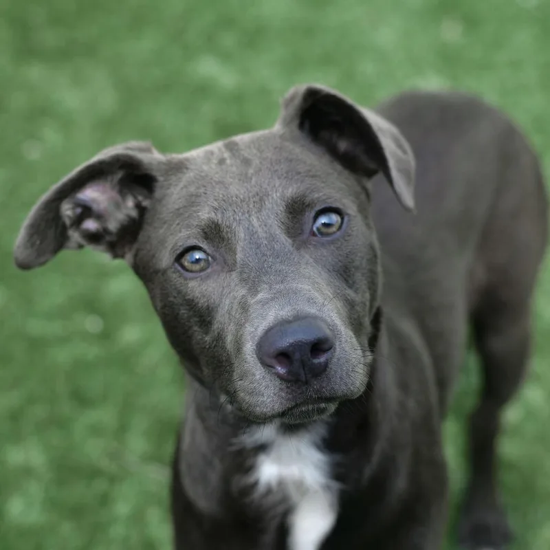 A young medium-sized female Gray / Blue / Silver Pit Bull Terrier dog named Rayne for adoption in Ottawa, KS