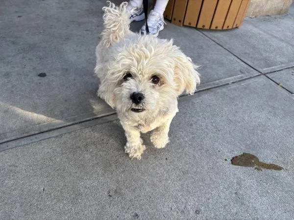 An adult small-sized female Mixed Breed dog named Twinkie for adoption in New York, NY