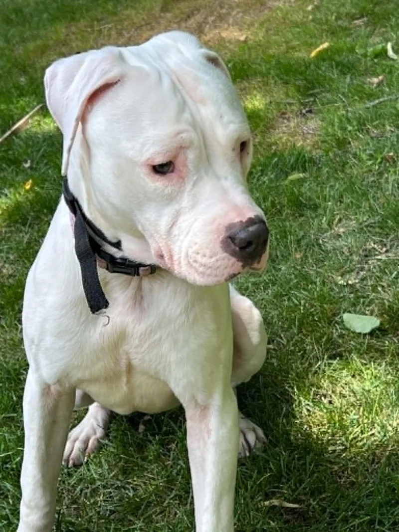 A young medium-sized female White / Cream Bulldog dog named Versace  DEAF for adoption in Minneapolis, MN