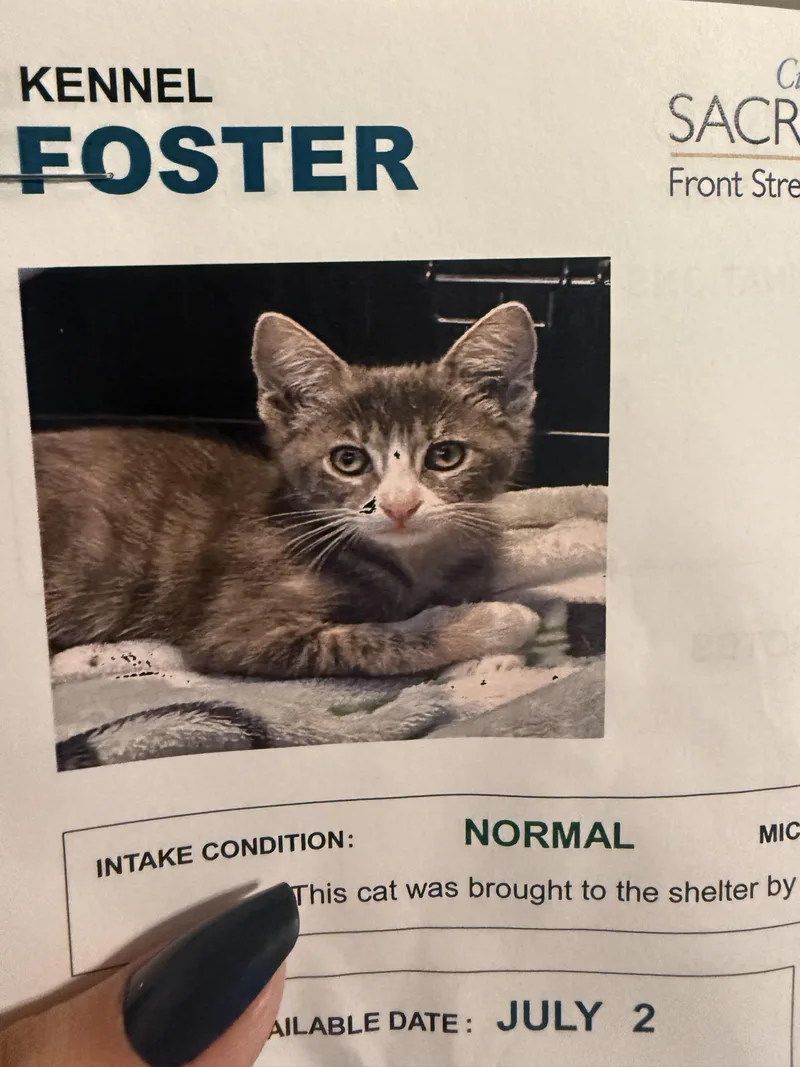 A baby small-sized female Domestic Short Hair cat named Clawdia for adoption in Rio Linda, CA