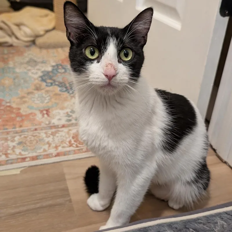 Jamboree C thumbnail 2