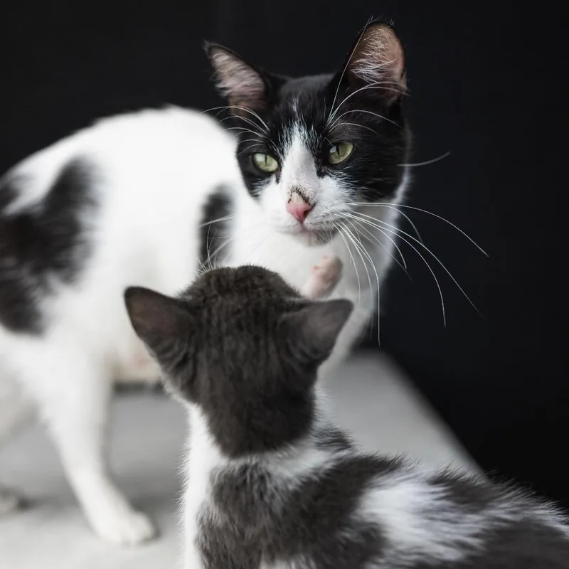 Jamboree C thumbnail 4