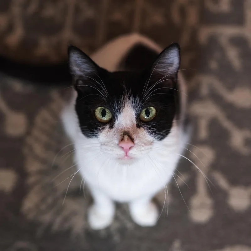 Jamboree C thumbnail 6