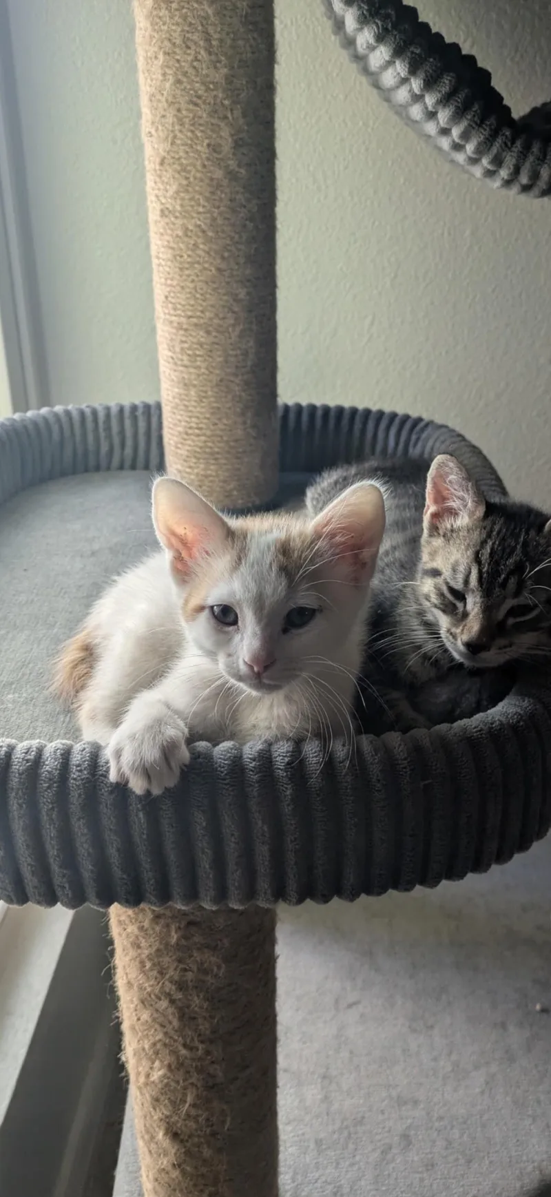 A baby medium-sized male Orange & White Domestic Short Hair cat named Stewie for adoption in Glendale, AZ