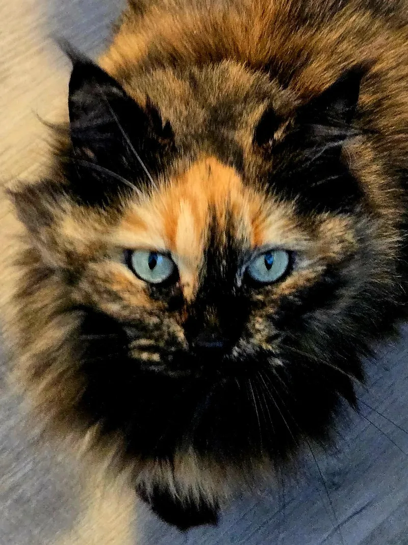 An adult medium-sized female Tortoiseshell cat named Sage for adoption in Johnson City, TN