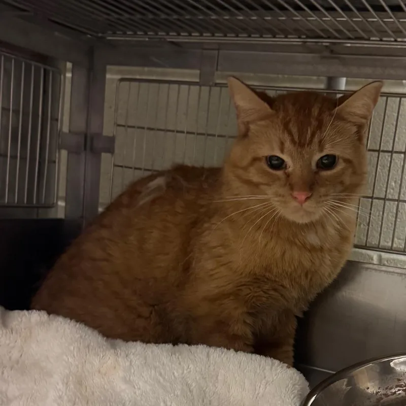An adult medium-sized male Orange / Red Domestic Short Hair cat named Chester for adoption in Bristol, IN
