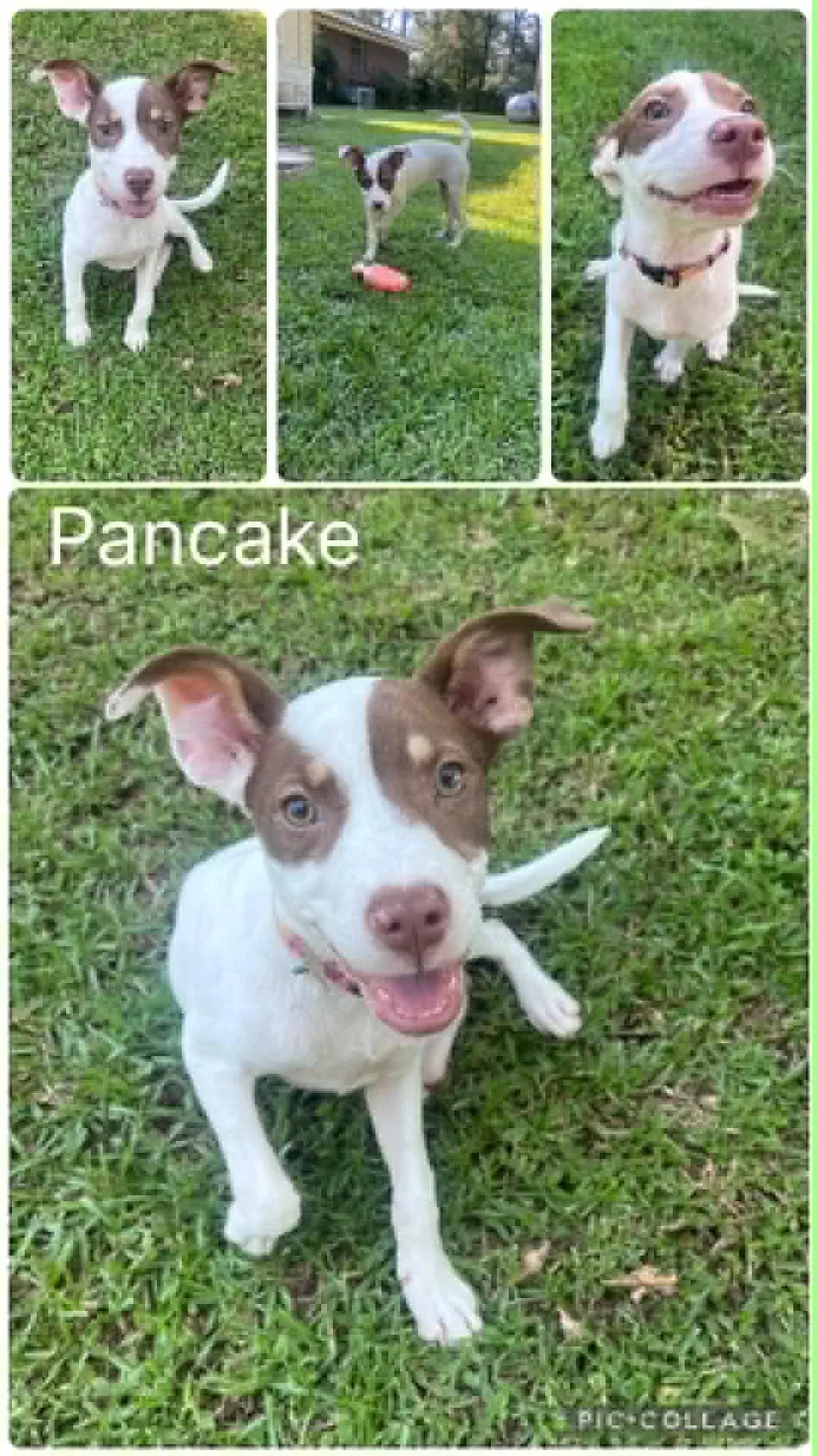 A young medium-sized female Golden Terrier dog named Pancake for adoption in Enterprise, AL