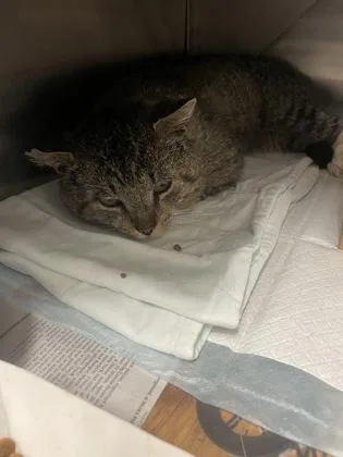 An adult large-sized male Domestic Short Hair cat named Chocolate Milk for adoption in West Chester, PA