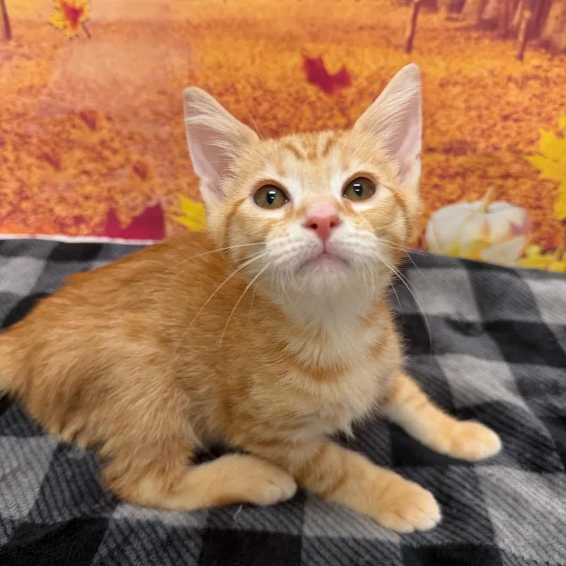 A baby small-sized male Orange / Red Domestic Short Hair cat named Allen for adoption in Newberg, OR