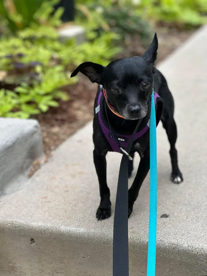 An adult small-sized female Black Chihuahua dog named Rose for adoption in San Diego, CA