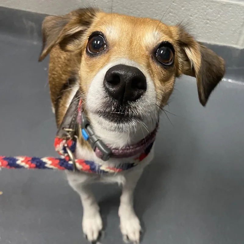 An adult small-sized female Yellow / Tan / Blond / Fawn Mixed Breed dog named Shiloh for adoption in Allentown, PA