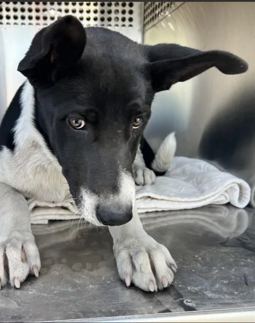 Laika
