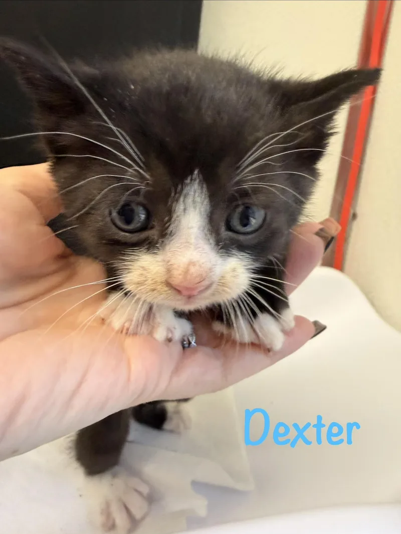 Dexter