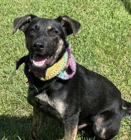 A baby medium-sized male Labrador Retriever dog named Ruffles $ for adoption in Seneca, SC