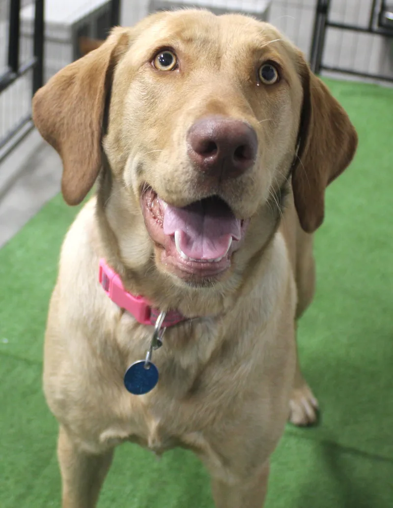 A young large-sized female Yellow / Tan / Blond / Fawn Yellow Labrador Retriever dog named Rainy for adoption in Huron, SD