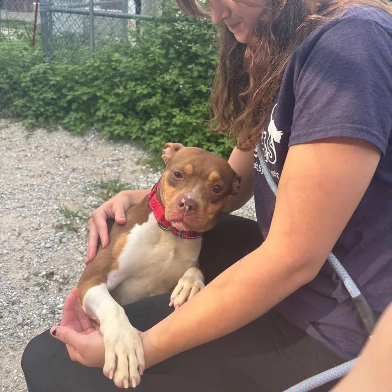 An adult medium-sized female Pit Bull Terrier dog named Drummer for adoption in Columbia, MO