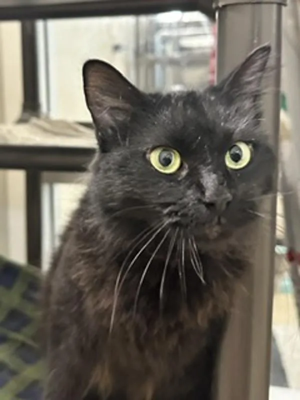 Miso