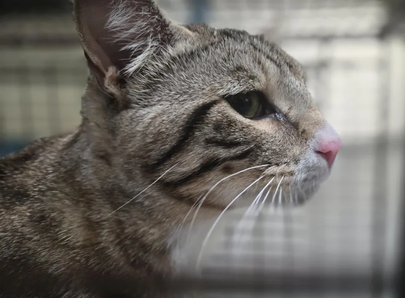 A young large-sized male Domestic Short Hair cat named Tovi for adoption in Los Angeles, CA
