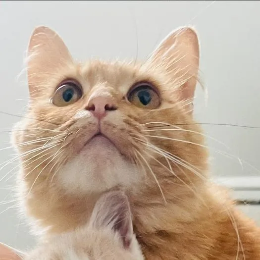 An adult medium-sized female Domestic Long Hair cat named SunnyGold C for adoption in Princeton, MN