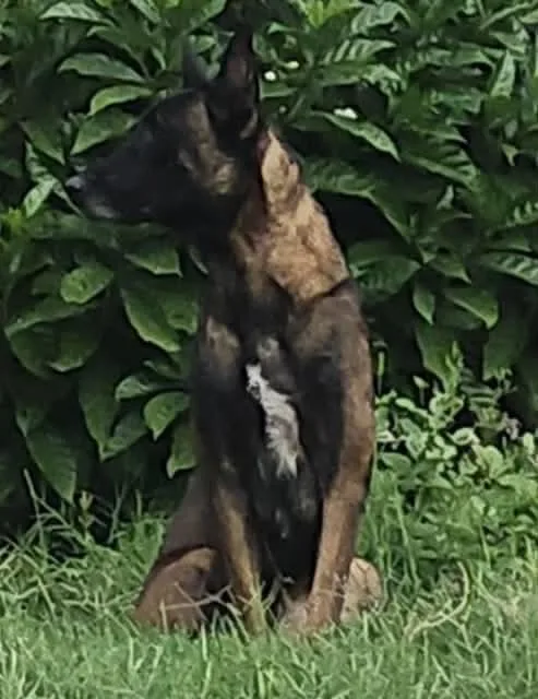 An adult large-sized male Belgian Shepherd / Malinois dog named Jj for adoption in Houston , TX