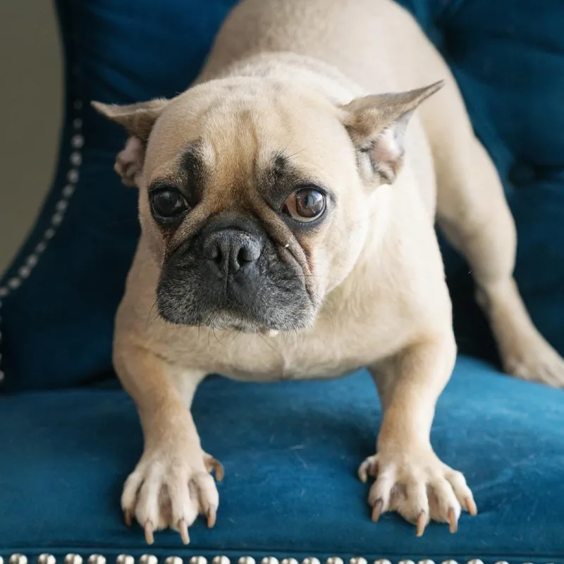An adult small-sized female French Bulldog dog named Lisa for adoption in Zionsville, IN