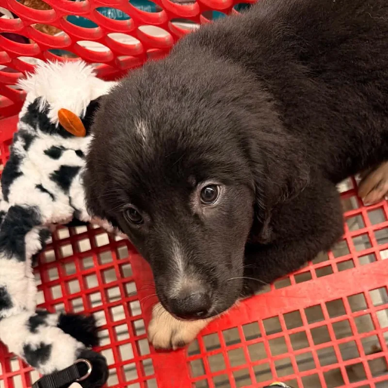 A baby large-sized female Black Golden Retriever dog named Bean for adoption in Peculiar, MO