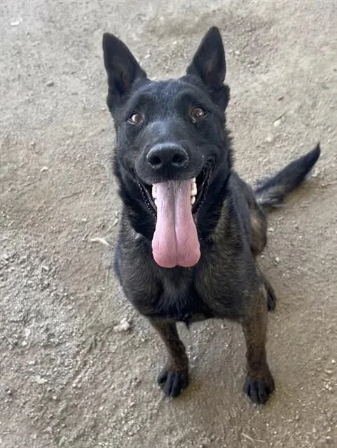 An adult medium-sized female Belgian Shepherd / Malinois dog named Grandee for adoption in Riverside, CA