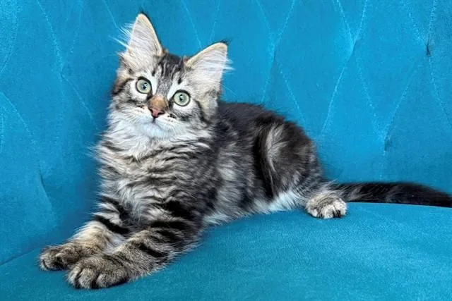 A baby small-sized male Domestic Short Hair cat named Modric for adoption in Tustin, CA
