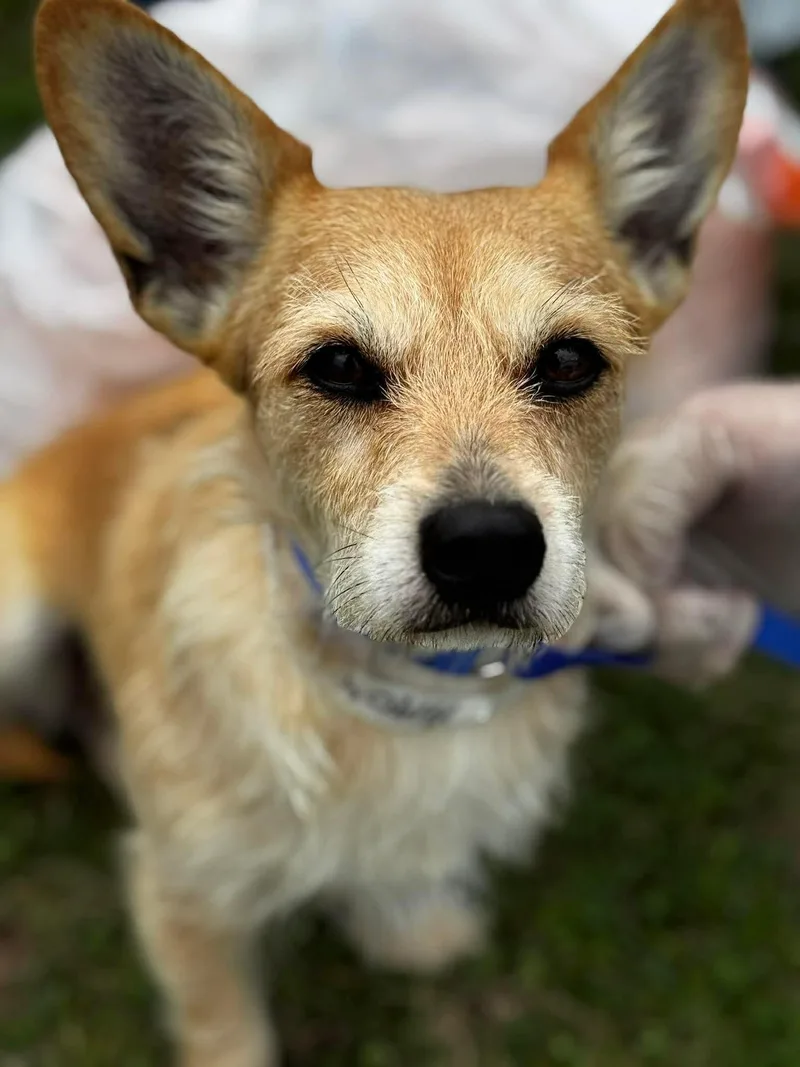 An adult small-sized female Corgi dog named Scruffy for adoption in Portland, ME