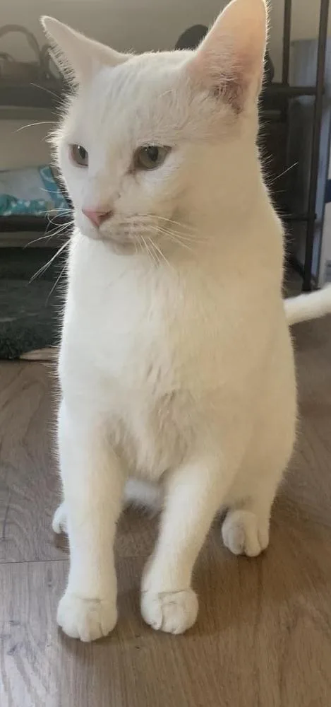 A young large-sized male Domestic Short Hair cat named Alaska for adoption in Chicago, IL