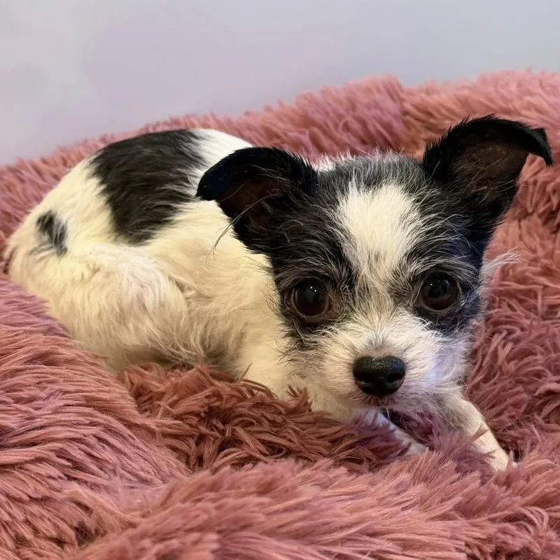 An adult small-sized female White / Cream Chihuahua dog named Phoebe Lou for adoption in Plano, TX