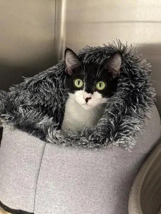 A baby medium-sized female Black Domestic Short Hair cat named Lillemor for adoption in Tinley Park, IL