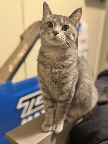 An adult medium-sized female Domestic Short Hair cat named Winnifred for adoption in Gwinn, MI
