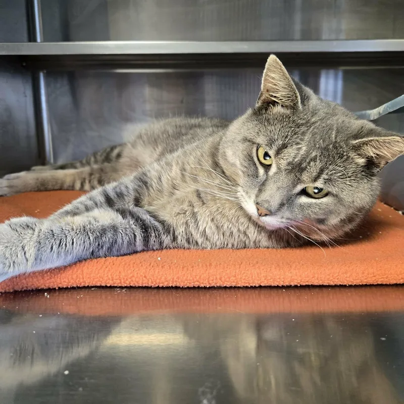 A young medium-sized male Tabby (Gray / Blue / Silver) Domestic Short Hair cat named Kurtis for adoption in Watertown, WI