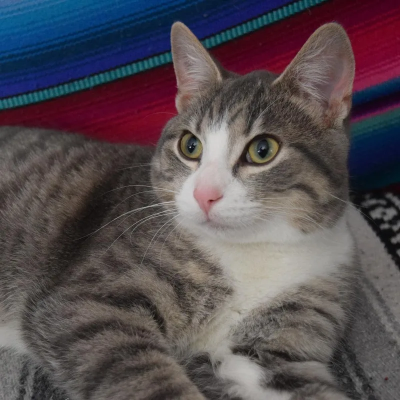 A young medium-sized male Brown / Chocolate Domestic Short Hair cat named Charlie O' Sullivan C for adoption in Minnetonka, MN
