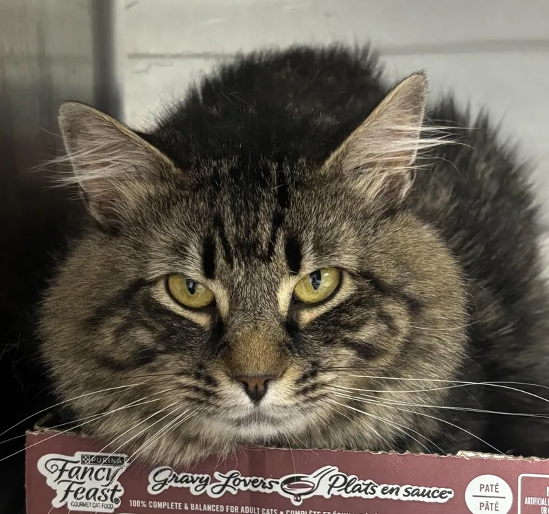 Theodore thumbnail 2