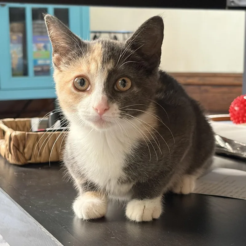 Meredith