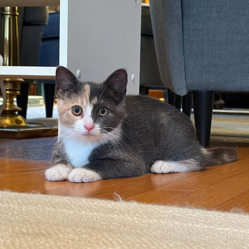 Meredith thumbnail 4