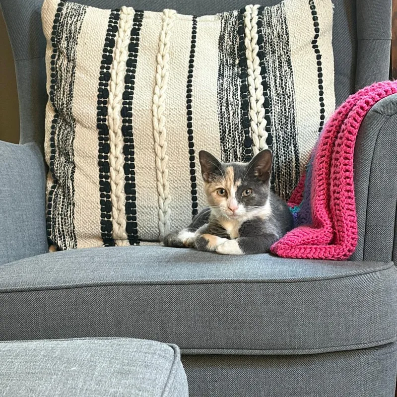 Meredith thumbnail 6