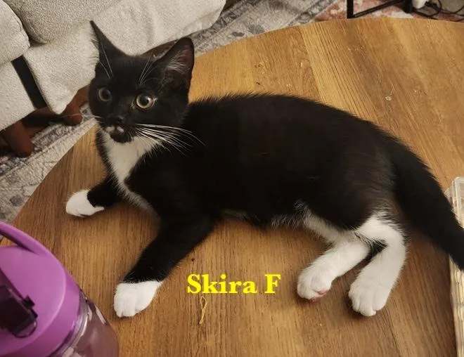 A baby medium-sized female Black & White / Tuxedo Domestic Short Hair cat named Bunny and Skira for adoption in Melrose, MA