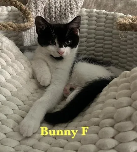 Bunny and Skira thumbnail 2