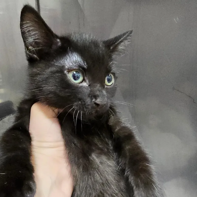 A baby small-sized female Black Domestic Short Hair cat named Francine Fudge for adoption in Marble, NC