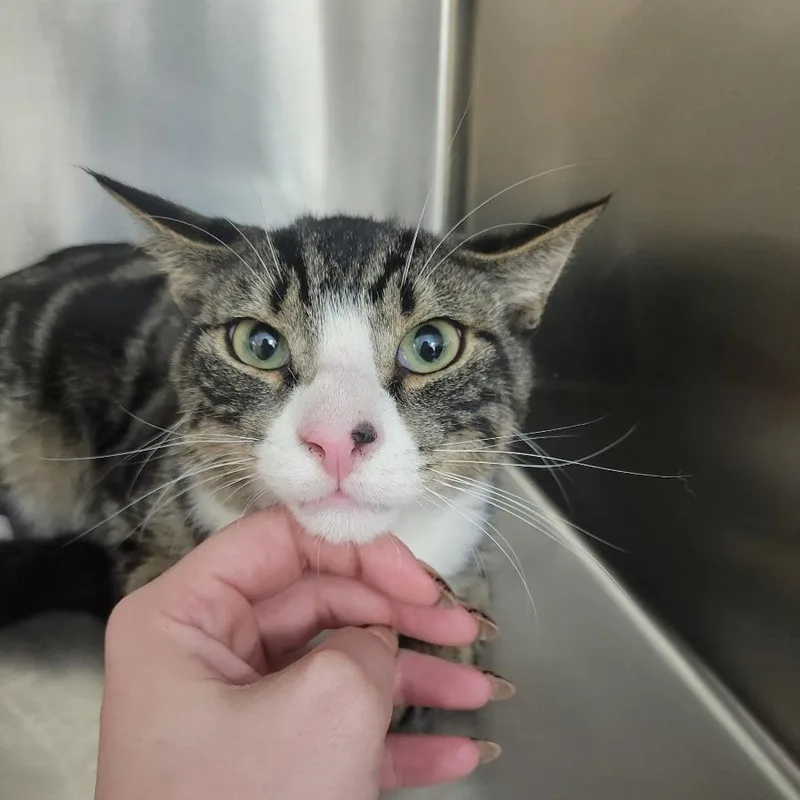 A young medium-sized male Brown / Chocolate Domestic Short Hair cat named Pot Roast for adoption in New York, NY