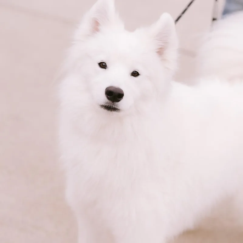 An adult medium-sized male Samoyed dog named Binks for adoption in Zionsville, IN