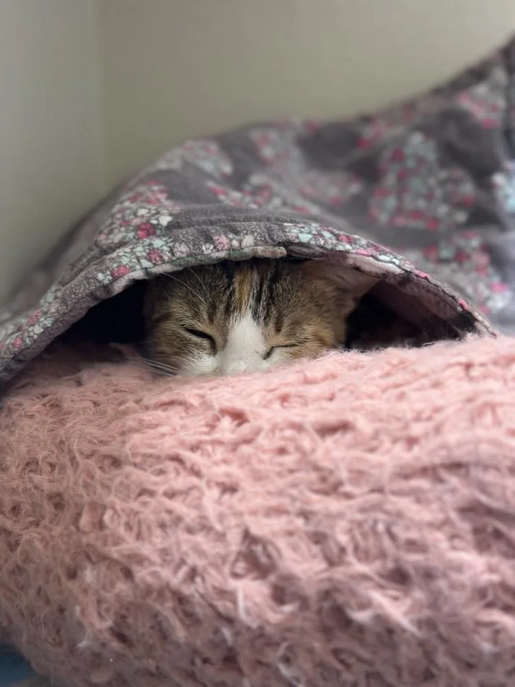 A baby small-sized female Tabby cat named Roopertti for adoption in Dallas, TX