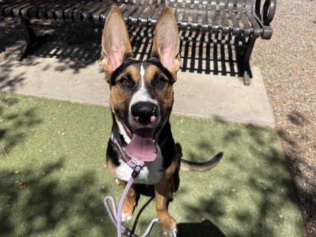 A young large-sized male German Shepherd Dog dog named Kale for adoption in Phoenix, AZ