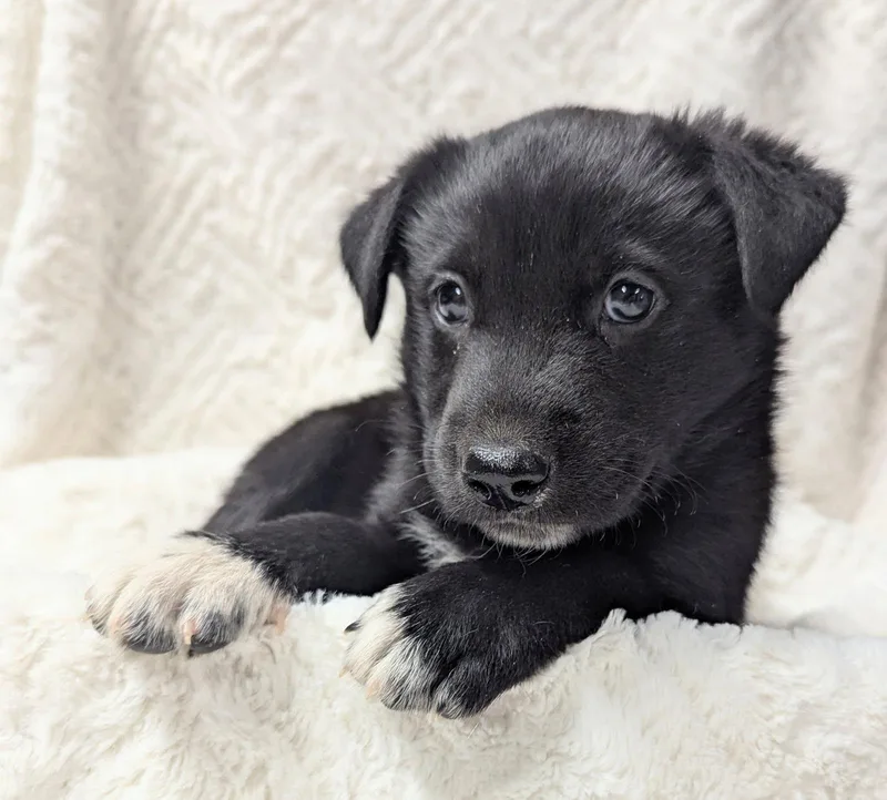 A young medium-sized male Mixed Breed dog named Sebastian for adoption in Yankton, SD